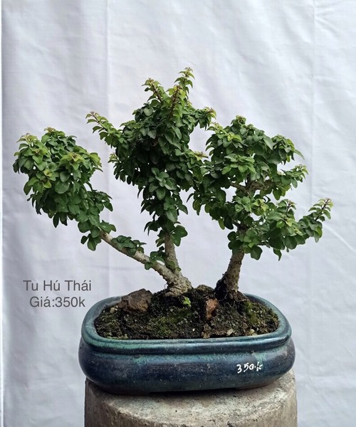 Cây bonsai - Bonsai Chu Thoong